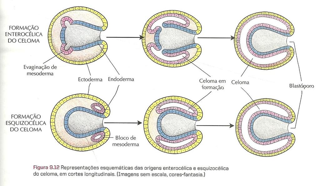 Formação do Celoma: