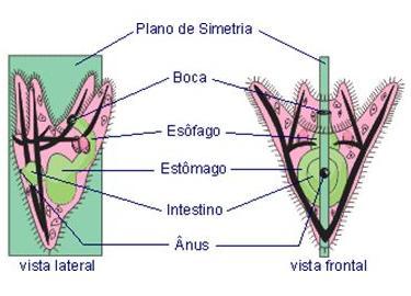 Bilateral