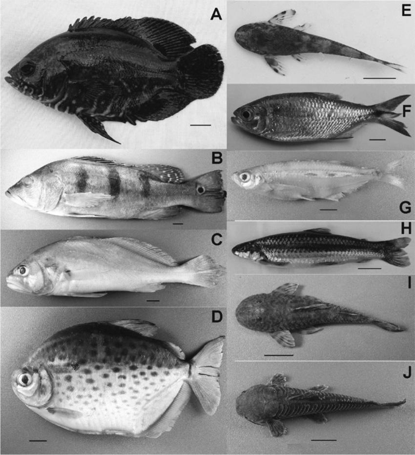 Astyanax gr. fasciatus, A. gr. bimaculatus, Geophagus brasiliensis., H. malabaricus, Hypostomus sp.2 e S. brandtii ocorreram em todos os meses amostrados.