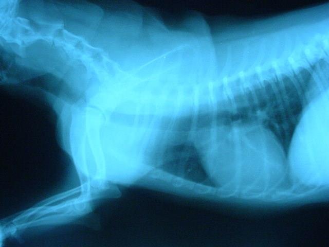 Em um animal, entretanto, houve evidências de diminuição do grau de estenose pelo exame radiográfico feito na mesma fase respiratória (figuras 1 e 2).