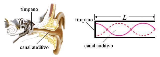 fazendo a membrana (tímpano) vibrar. Esse modelo pressupõe que o sistema funciona de forma equivalente à propagação de ondas sonoras em tubos com uma das extremidades fechadas pelo tímpano.