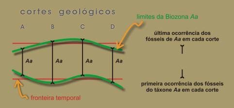 bioestratigráfica 6)