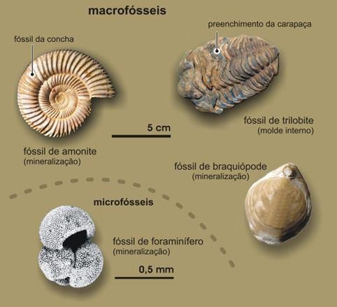 utilizados em seções marinhas