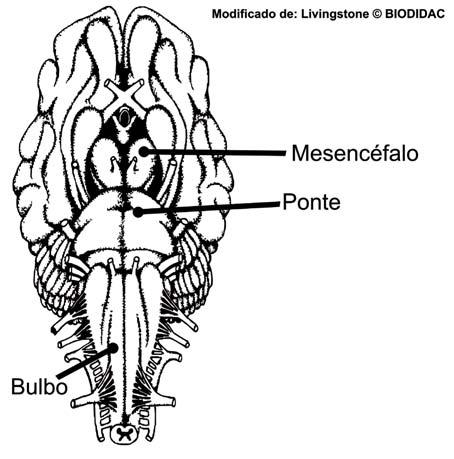 Sistema Nervoso Tronco encefálico de um mamífero: bulbo, ponte e mesencéfalo. O cerebelo e a ponte são os principais derivados do metencéfalo.