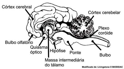 Cordados I Vista sagital do cérebro de um carneiro. Todos os vertebrados possuem um cérebro com o mesmo plano básico; mudanças evolutivas ocorrem por perda, fusão ou aumento de diferentes regiões.