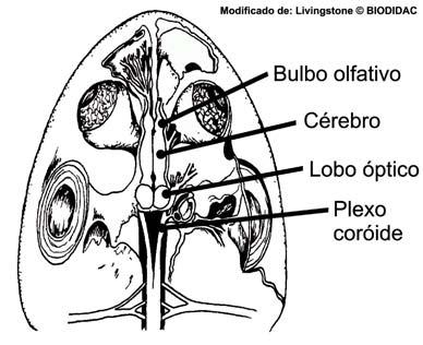 Observa-se pouca piriformes e hipocampais distintas e observa-se um aumento do tálamo dorsal (sensorial).