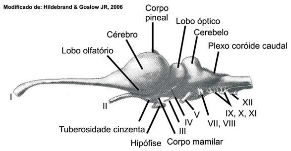 Sistema Nervoso - Répteis encéfalo estreito, alongado e quase reto, com bulbos olfativos tendendo a ser menores que os dos peixes.