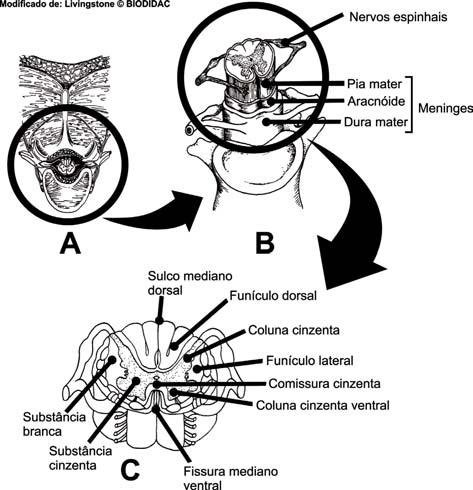Cordados I Estrutura geral da medula espinhal de um mamífero.