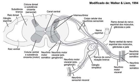 Sistema Nervoso Medula espinhal de um mamífero evidenciando os nervos espinhais.