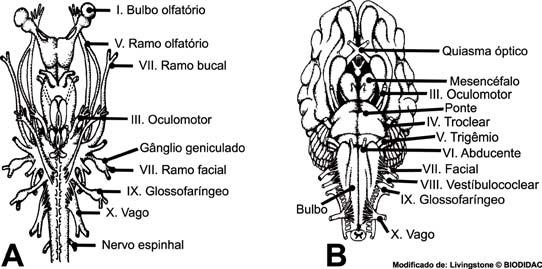 A maioria deles se liga ao tronco encefálico, exceção apenas dos nervos olfatórios e ópticos que se unem respectivamente ao telencéfalo e ao diencéfalo.