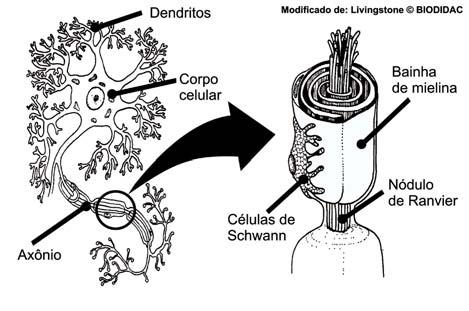 Sistema Nervoso A célula conhecida como neurônio constitui a unidade funcional do sistema nervoso. Esta unidade é formada por um corpo celular, dendritos e um axônio.