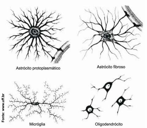 Cordados I tentação, proteção, isolamento, transporte iônico e nutrição dos neurônios. Aproximadamente metade do volume do encéfalo é formado pela neuróglia.