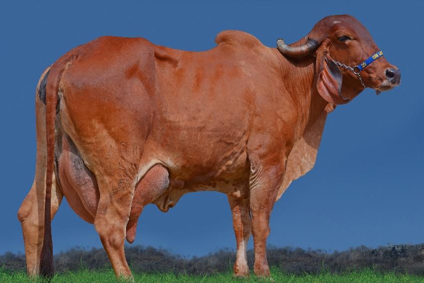 Grande Campeã Expoita 2011 com 31,347 Kg MÁGICA FADA 4 FIV 2B Lactação: 10.143 Kg em 365 dias Média: 27,79 Kg/dia 2 parto VG: 1.617,70 Kg PTA: 36,4 Kg Fada TE do Gavião Lactação: 8.