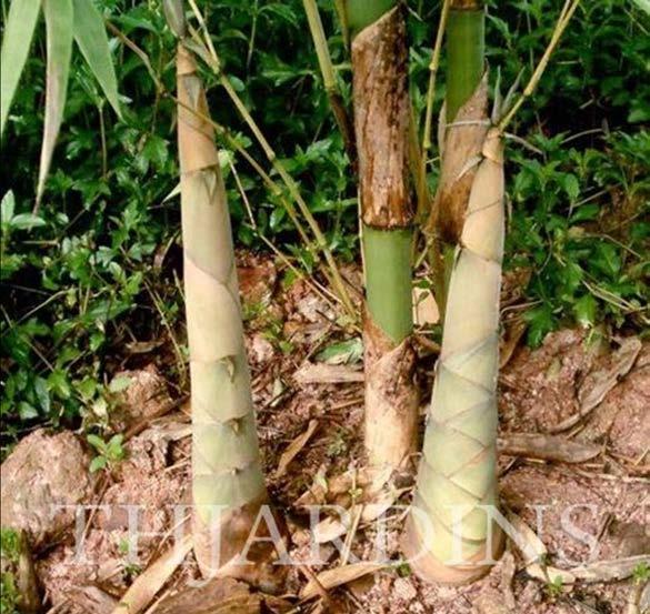 Vantagens dos bambus em relação a madeiras Brotação