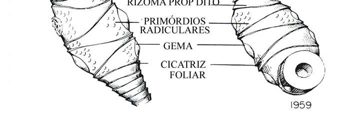 perene, permite colheitas s/ replantio