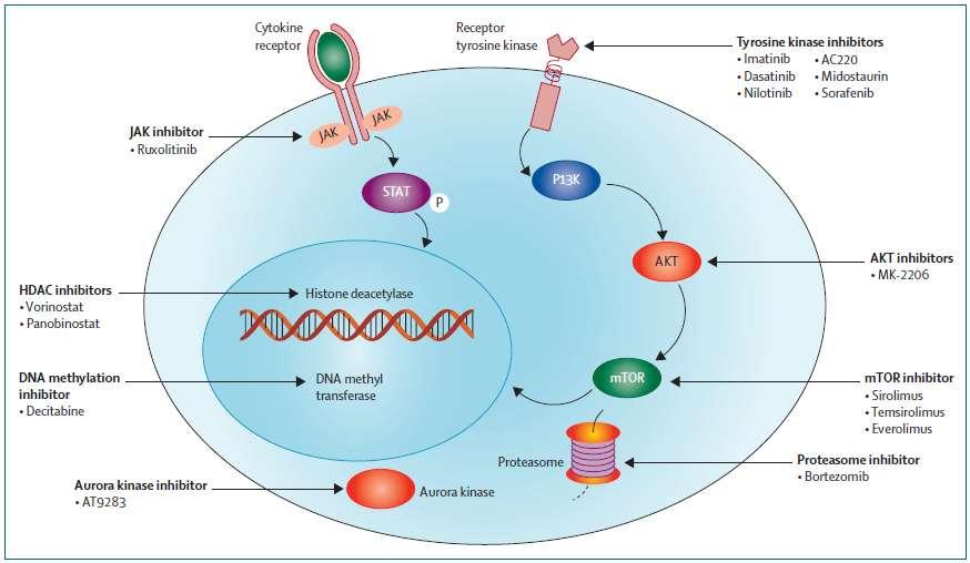 Redução DRM pré TCTH Altas Doses FlAgs Mitoxantrona Clofarabina Bortezomibe (TACL) Nelarabina Tkis Figure 2: Molecular targets under evaluation in clinical trials for childhood acute lymphoblastic