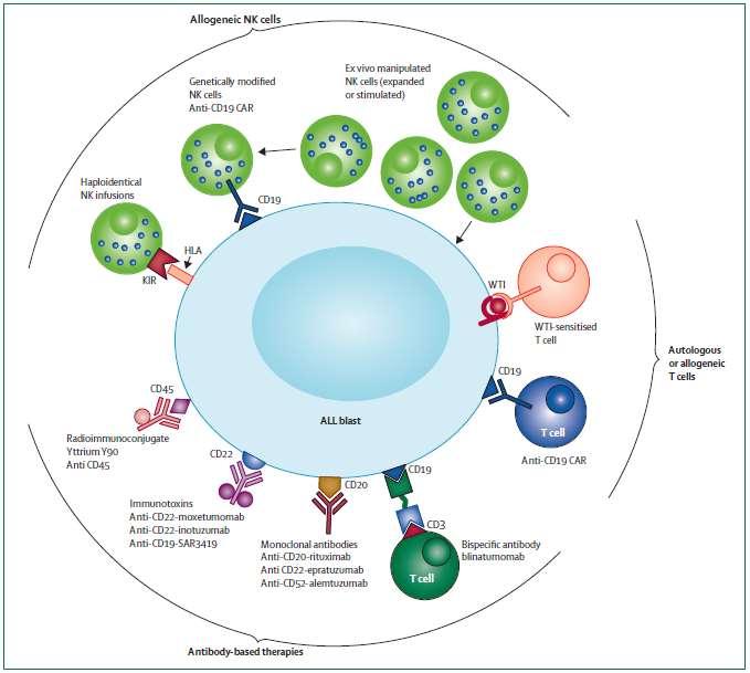 Redução DRM pré TCTH Figure 3: New immunological approaches under investigation for childhood relapsed acute lymphoblastic leukaemia (ALL).