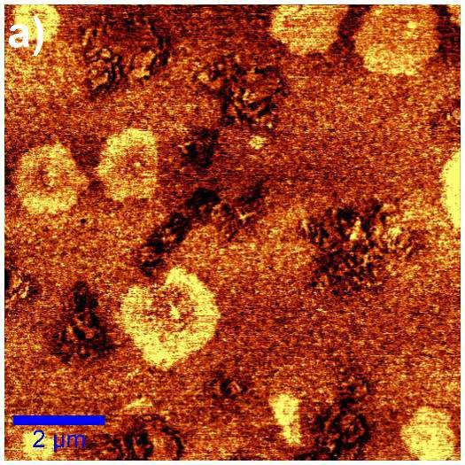 Figura 4.14: Imagem de contraste de fase à esquerda (a) e a topografia à direita (b) feita pelo AFM do ligante LUBNOR não irradiado desta pesquisa. A escala da imagem de fase é 9.834º a 14.