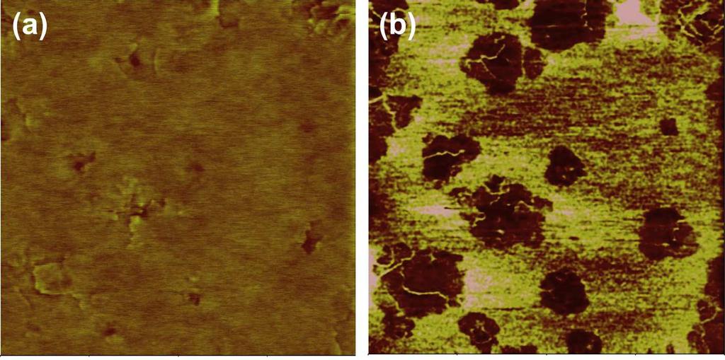 Figura 4.15: A imagem de topografia a esquerda (a) e de contraste de fase a direita (b) (10µm x 10µm) do CAP 50/70. A escala da imagem de topografia é 20nm e da imagem de fase é 10º (REBELO et al.