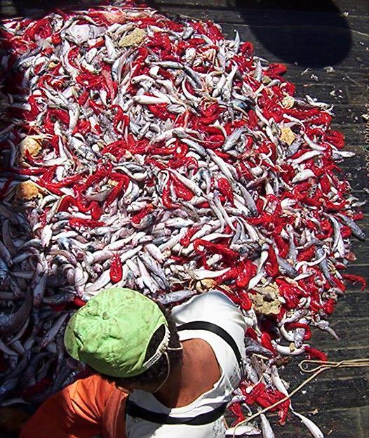 Gestão da Pesca Demersal de Profundidade no Brasil Jose Angel Perez Primeiro Simpósio