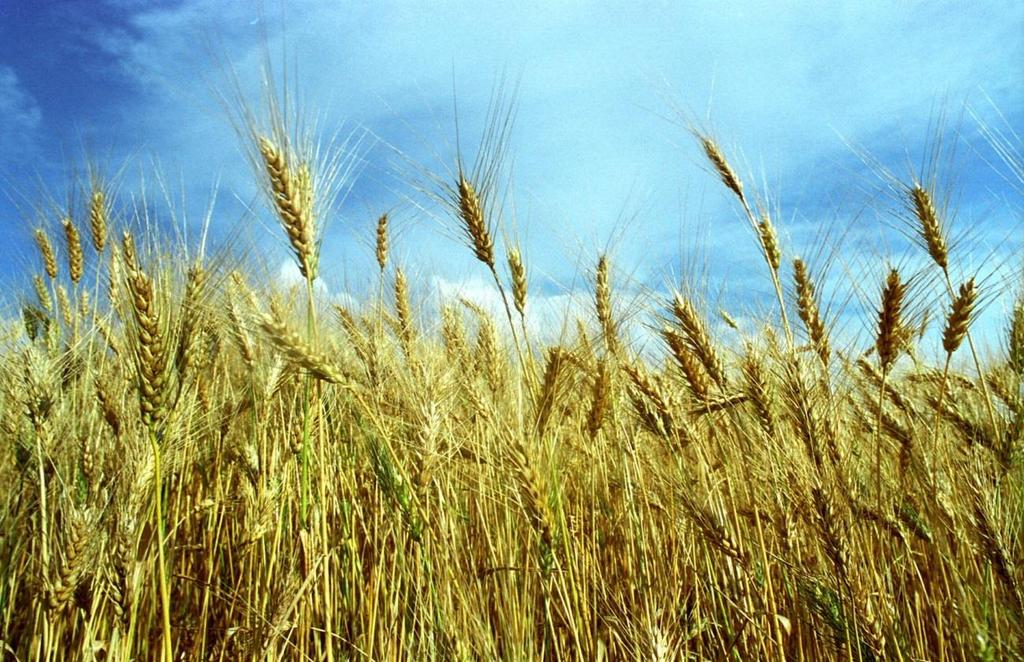 O trigo (Triticum aestivum) é uma planta de ciclo anual, cultivada durante o inverno e a primavera.