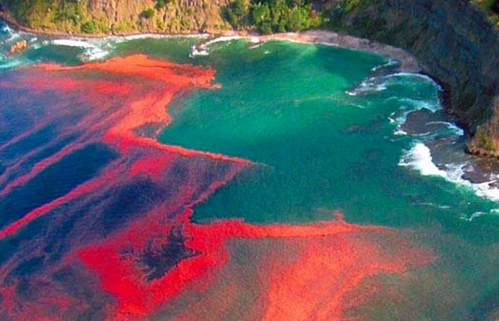 Proliferação de algas que liberam toxinas devido a