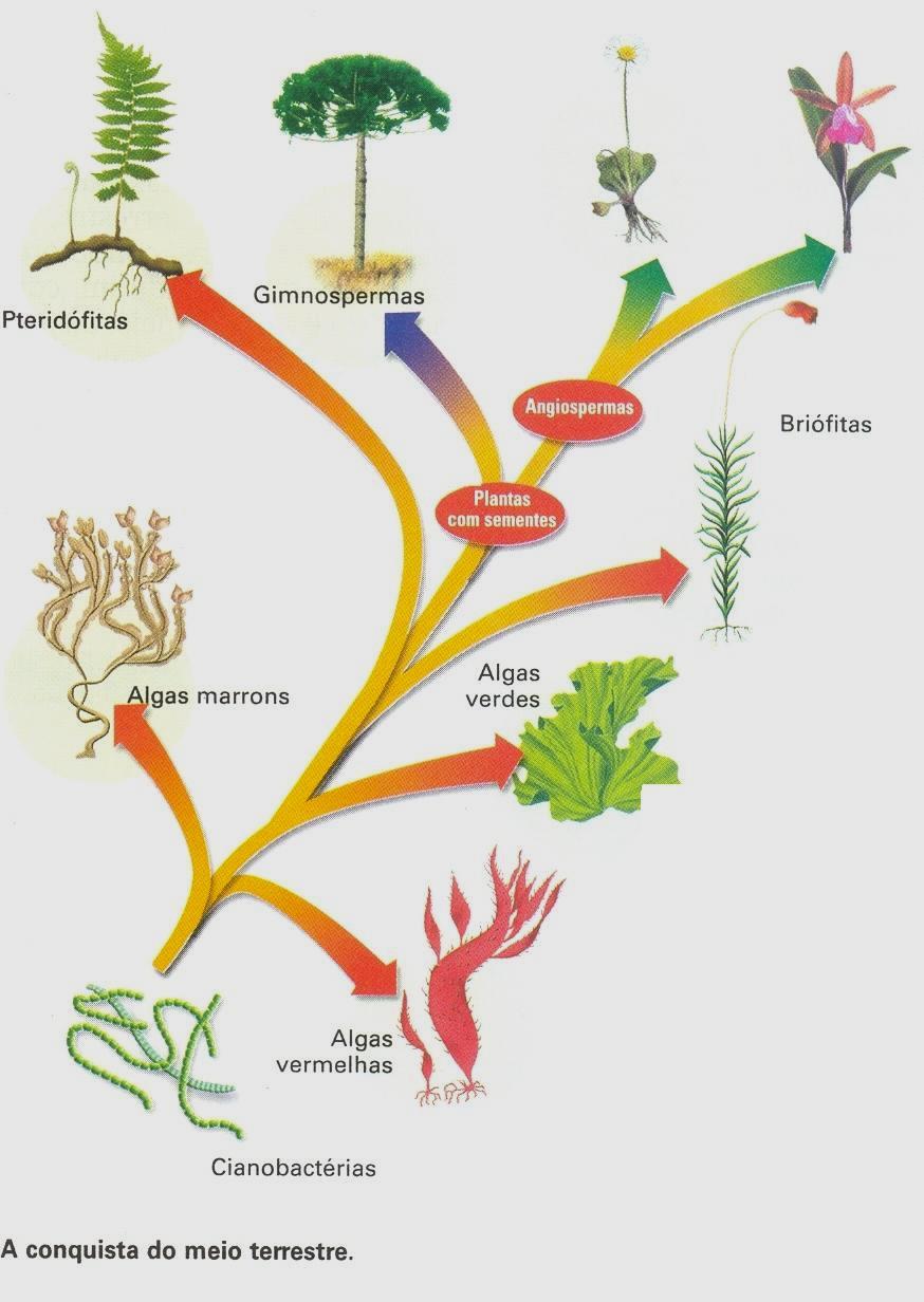 Evolução