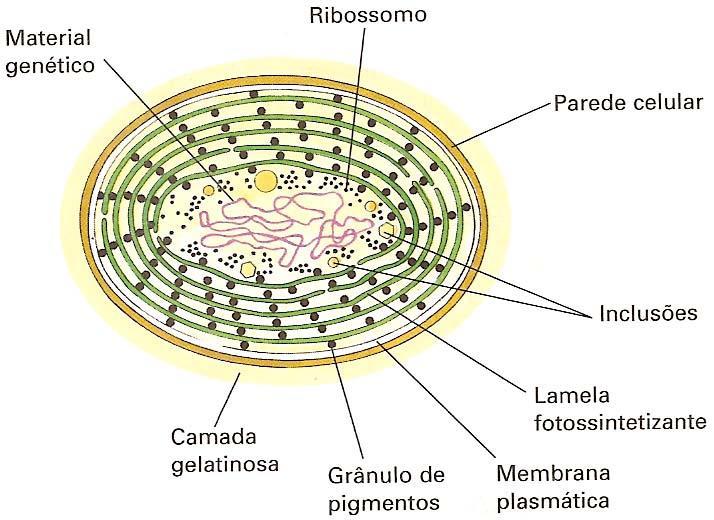 Algas do reino monera (cianobactérias) Cianobactérias em uma