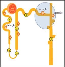 Túbulo distal e duto coletor Secreção de Células principais ATPase - +