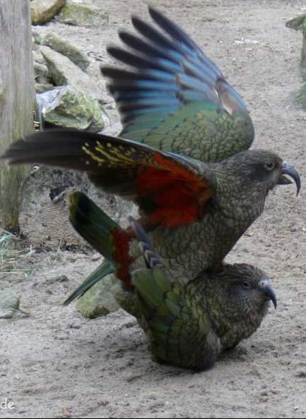 Família Nestoridae Kea - Nestor notabilis Localização áreas montanhosas do Sul da Nova Zelândia; Alimentação mais de 100 espécies de plantas, insetos, carcaças e lixo humano; Reprodução Monogamia,