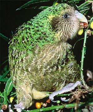 Família Nestoridae Kakapo - Strigops habroptilus Localização florestas e