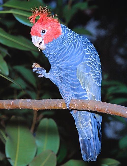 lory Callocephalon