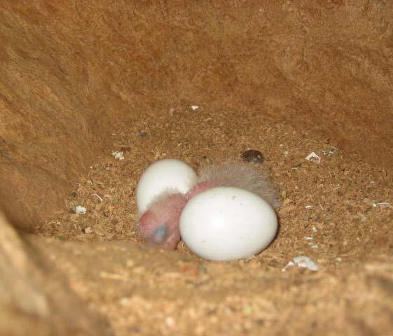 a recepção do alimento; Anodorhynchus