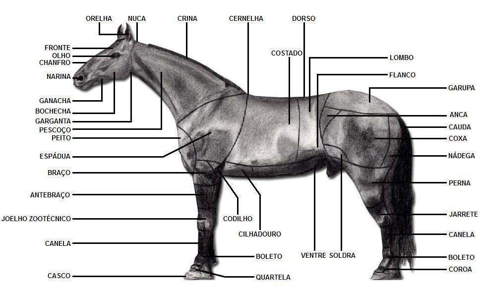 7.2. Nomenclatura Zootécnica Figura