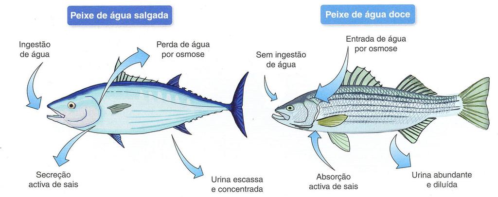 OSMORREGULAÇÃO