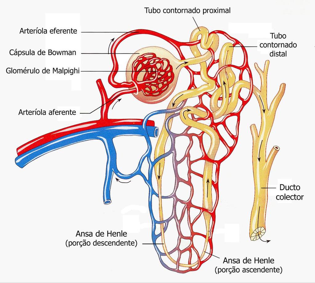 NEFRÓNIO: UNIDADE FUNCIONAL DO RIM -Glomérulo de Malpighi e Cápsula de Bowman