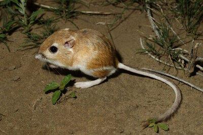 ANIMAIS DO DESERTO O rato canguru apresenta longas ansas