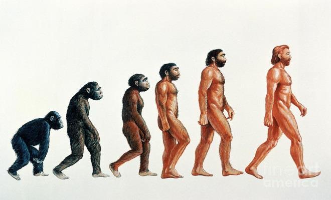 171 Evolução Evolução significa mudança: as espécies modificam-se ao longo do tempo.