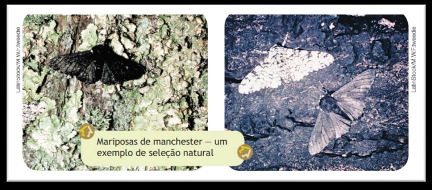 175 ADAPTAÇÃO E SELEÇÃO NATURAL De acordo com a teoria de Darwin, o ambiente seleciona os indivíduos mais adaptados. Ele não sabia explicar, na sua época, como aparecem as variações nos indivíduos.