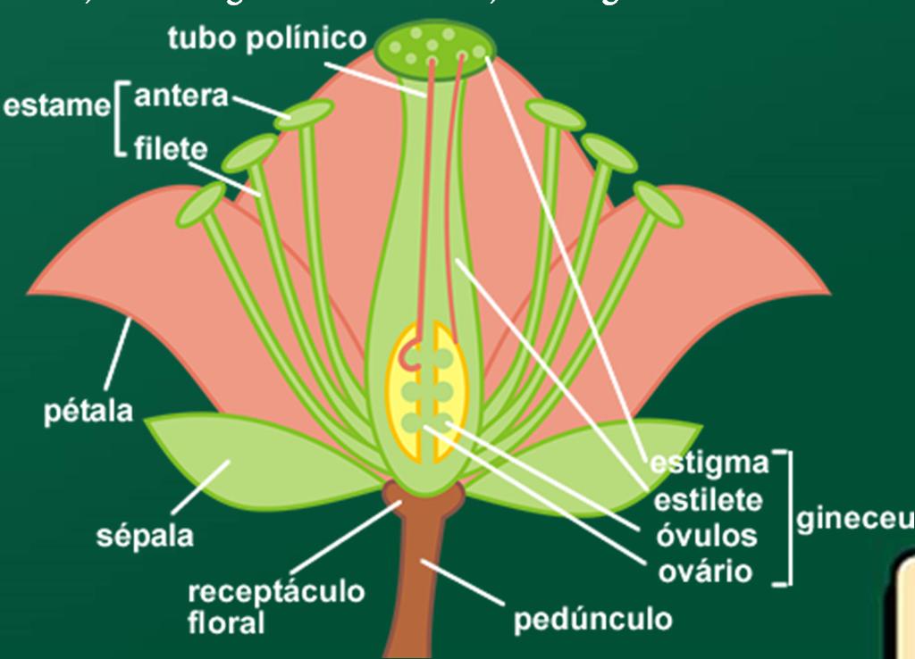 Flores: Estrutura Floral É necessário uma estrutura