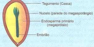 Comparação Briófita x Pteridófita Gimnospermas Gymnos: 'nu'; sperma: 'semente' Por que?