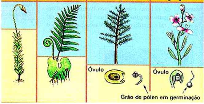 Relações Evolutivas Evolução Ancestral Comum