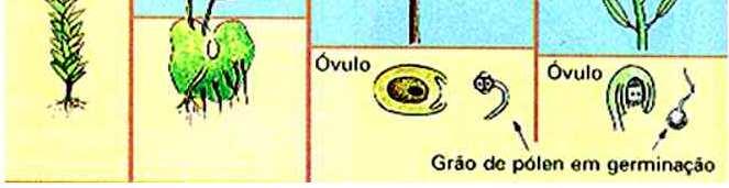 ANGIOSPERMA Frutos Sementes Vasos condutores Embrião