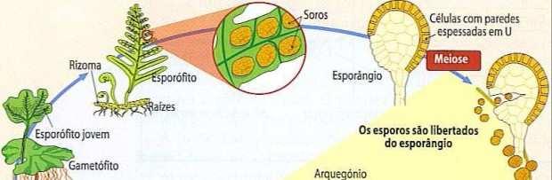 ESPORÓFITO (2n) Meiose dos esporos Ciclo de Vida Esporos (n) Briófitas Bryon: musgo'; phyton: planta' Vivem em ambientes terrestres úmidos Por que?