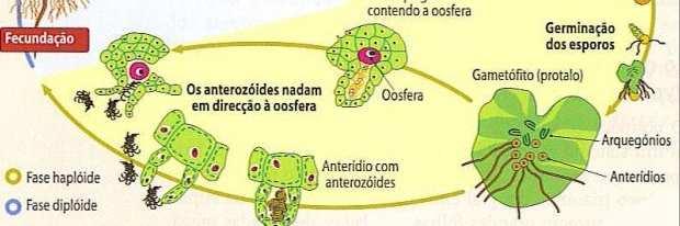 ocorre por osmose (Avasculares) Fecundação (2n) Gameta feminino (n) GAMETÓFITO (n) Mitose dos gametas Gameta masculino (n) 19 Briófitas Estrutura Corpórea Geralmente