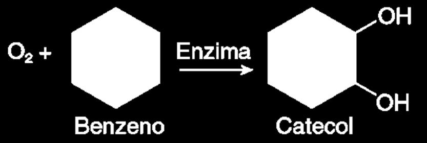 Quando uma pessoa inala benzeno, seu organismo dispara um mecanismo de defesa que o transforma no catecol, uma substância hidrossolúvel, como representado a seguir:.