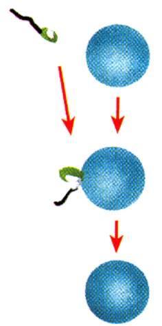 Tipos de Gametas Fecundantes 3.