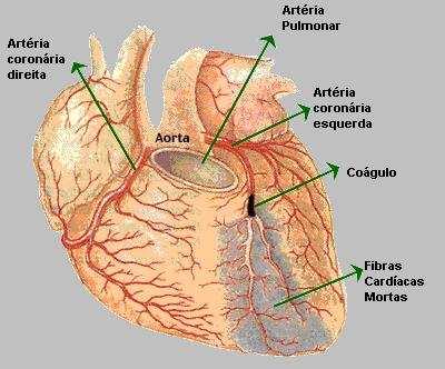 aorta, ou seja, o coração é o primeiro a usufruir de seu próprio trabalho.