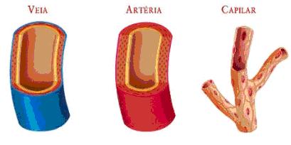 Figura 3: Esquema ilustrado difereças etre artérias, veias e capilares. Coração O coração é um órgão musculoso, do tamaho aproximado de um puho fechado e com peso aproximadamete de 400g.