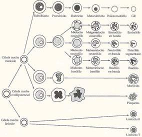 Rubriblasto Prórrubricito Rubricito Metarrubricito Célula Policromatofílica Eritrócito Mielócito eosinófilo Metamielócito eosinófilo Eosinófilo em banda Eosinófilo CÉLULA- MÃE MIELÓIDE Mielócito